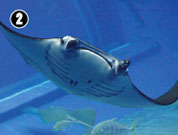 �I�j�C�g�}�L�G�C